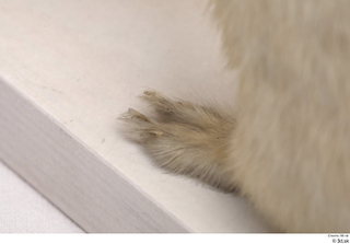 Weasel foot leg 0023.jpg